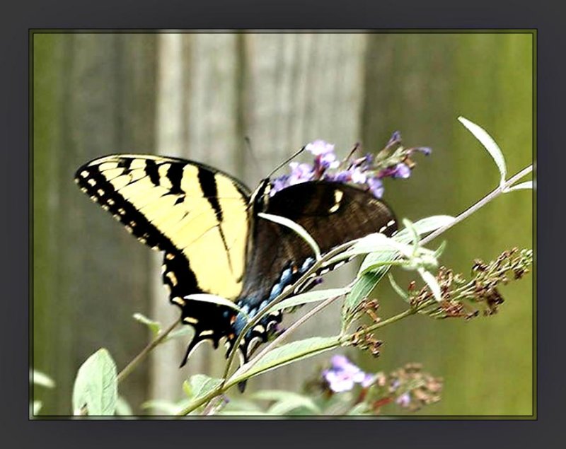 Papilio glaucus bilateral gynandromorph5 (Internet Image property of respective owner, non-commercial use only)